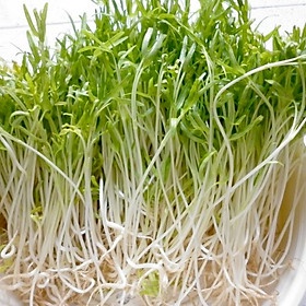Hạt mầm rau muống 100gr