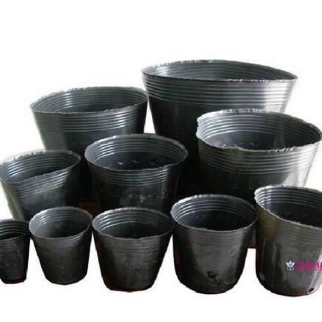 Bầu ươm cây