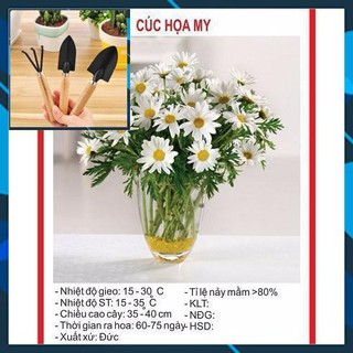 Hạt giống Hoa Cúc Họa My - 100 Hạt TẶNG BỘ LÀM VƯƠN MINI