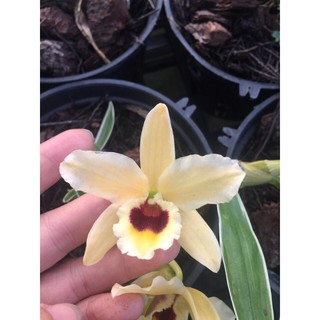 Denro xuân lá biên, hoa chớp