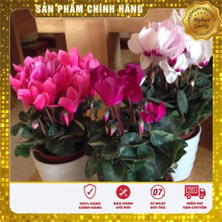 Hạt Giống Hoa Anh Thảo Mix - 5 hạt
