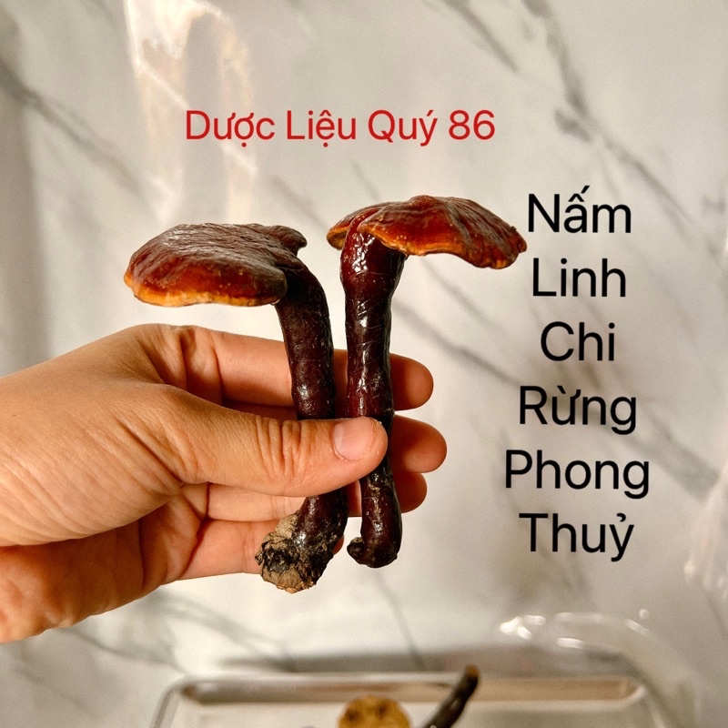 Nấm Linh Chi Rừng 100g