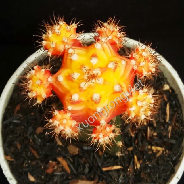 Xương rồng Hồng Ngọc Cam