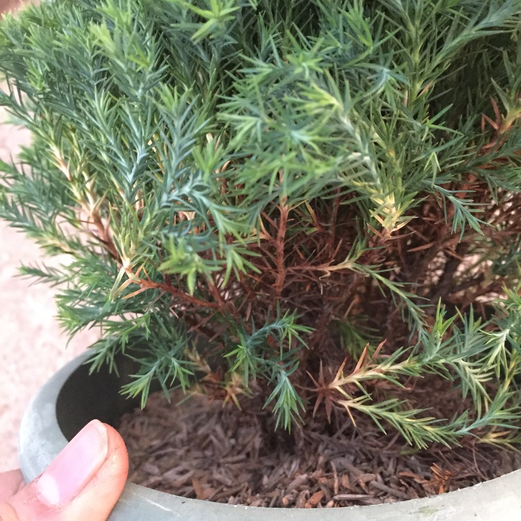 Cây TÙNG BỒNG LAI cao 15-20cm tán tròn sum suê dễ trồng và chăm sóc thích hợp trang trí cảnh quan sân vườn