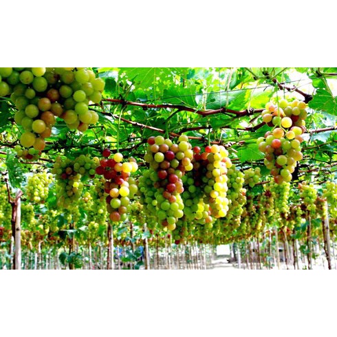 10 mét lưới trồng cây ô 4 cm rào gà làm hàng rào giăng hành lang siêu chắc
