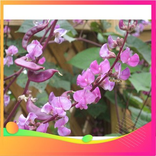 Hạt Giống Đậu Ván Tím - 10 Hạt VIETGAR