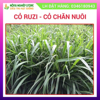 Hạt Giống Cỏ Ruzi giống cỏ chăn nuôi chịu giẫm đạp - gói 100g