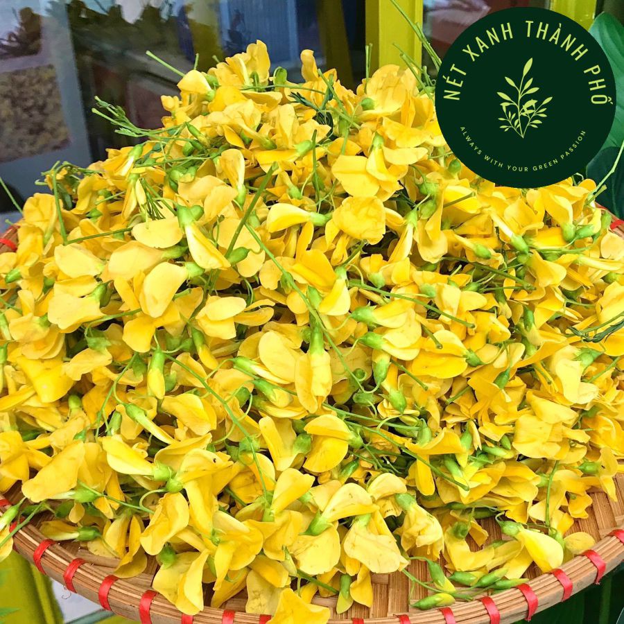 Hạt giống Bông Điên Điển