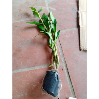 Lan Kim Điệp xuân