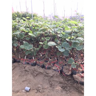 KIWI ruột vàng Thái lan