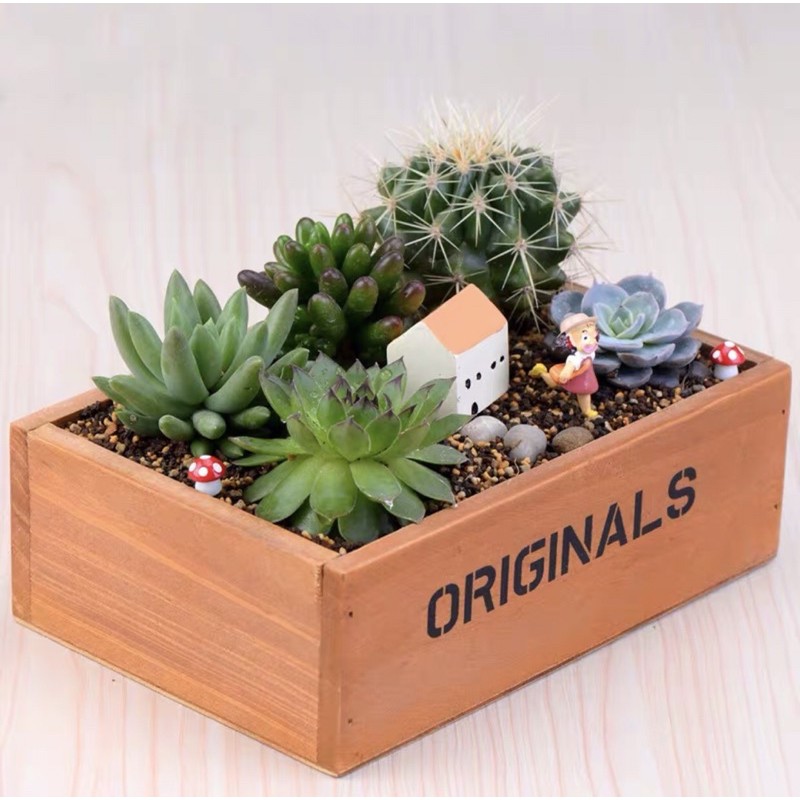 Hộp Gỗ ORIGINALS | Trang Trí Tiểu Cảnh Bán Cạn, Terarium, Sen Đá, Xương Rồng