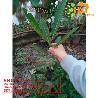 hoa chuông vàng cây giống ( combo 5 cây)