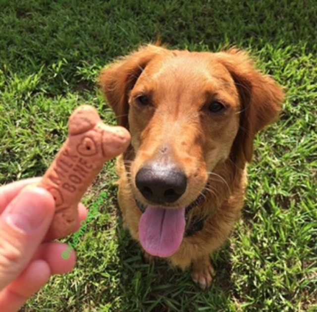 XƯƠNG BÁNH QUI VITAMIN MILKBONE USA 60g
