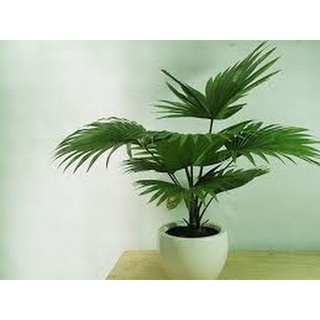 CÂY CỌ CẢNH ,NÚI