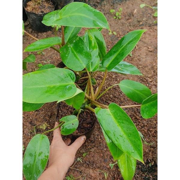 Cây trầu bà tỷ phú xanh và tím size vừa như hình 2