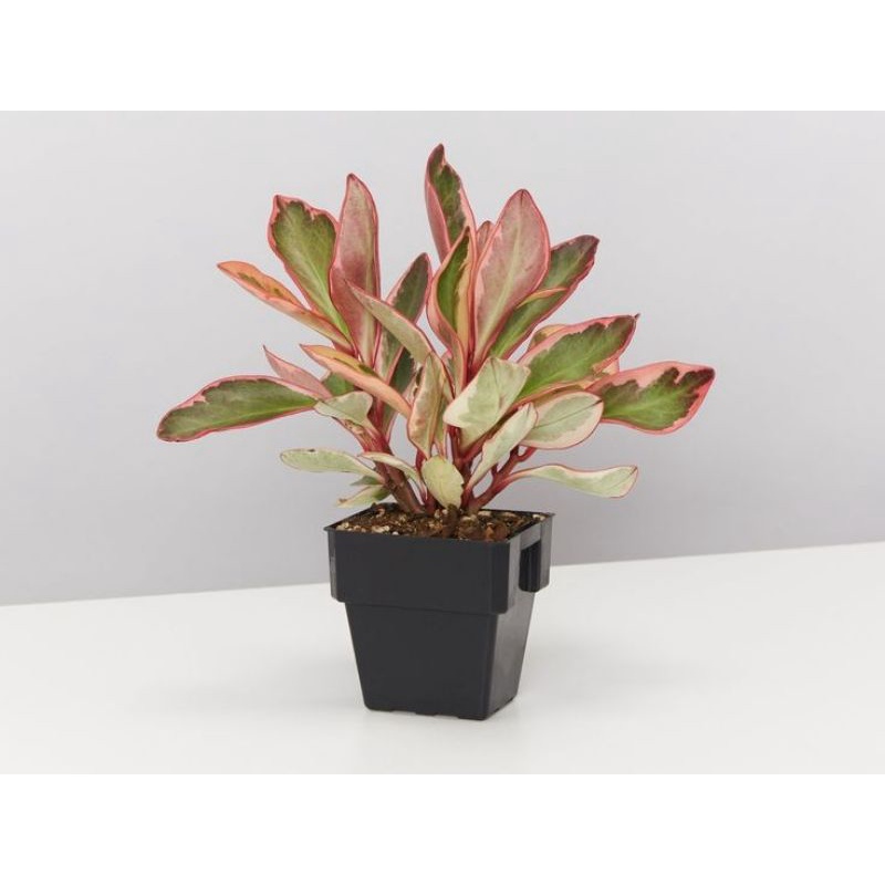 Chậu cứng Peperomia clusiifolia jelly - trường sinh
