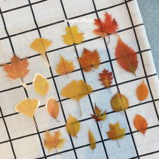 Set 20 sticker trang trí sổ "Chiếc lá cuối cùng"