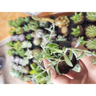 Sen đá cá heo (Đọc mô tả)  String of Dolphins, Senecio Peregrinus