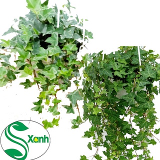 Cây Thường Xuân, Chậu Treo Ban Công