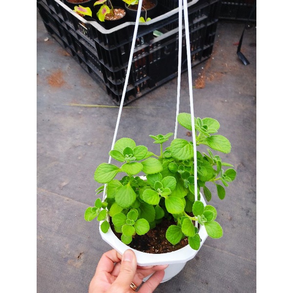 Chậu cứng Nhất mạt hương