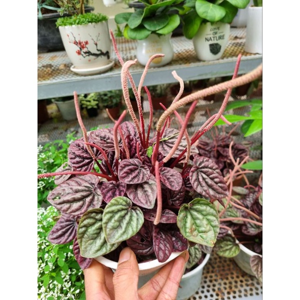 cây hạnh tiên thảo - peperomia caperata