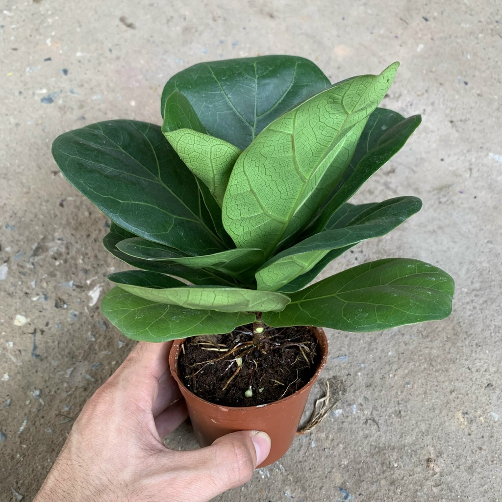 Cây bàng sing mini để bàn cao 10cm, cây cảnh phong thủy trang trí nội thất, bàn làm việc mang đến tài lộc