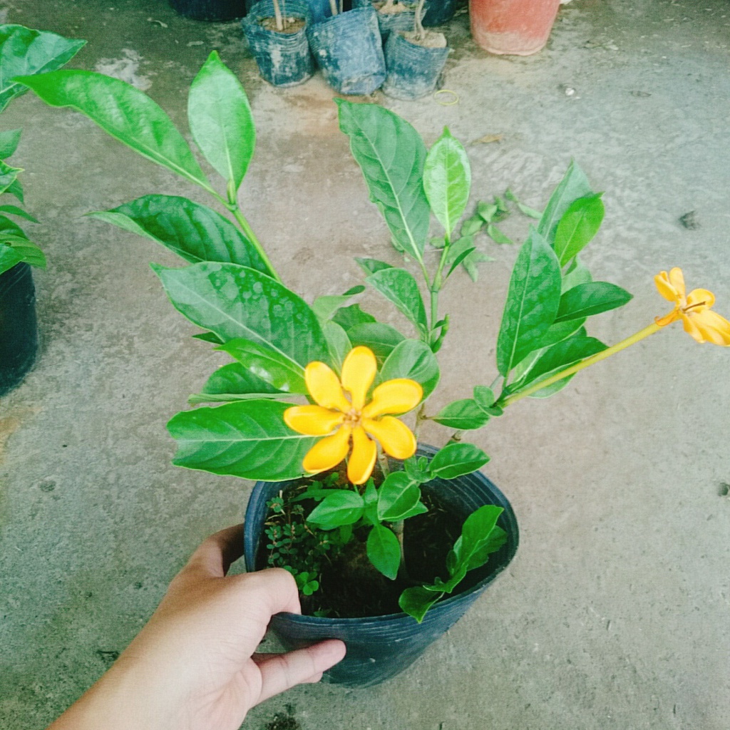 Cây Lài Hoàng Đế