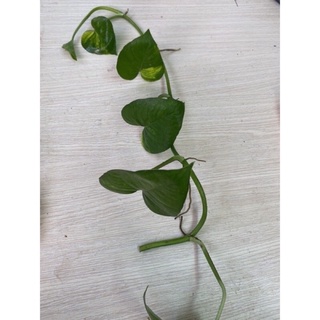 Dây trầu bà trồng thủy sinh