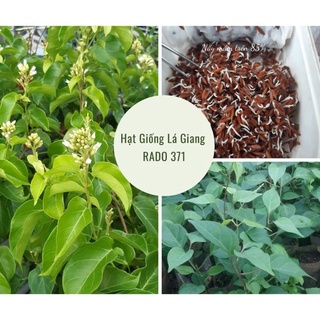 Hạt giống lá giang Rado, đóng gói 5 hạt