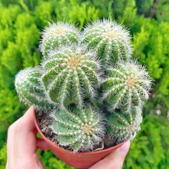 Xương rồng bụi xanh 11-13cm