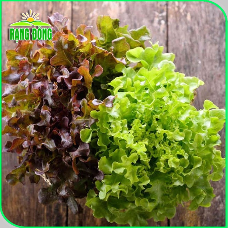 Hạt giống Xà Lách Sồi Xanh (Xà lách Oakleaf) sinh trưởng khỏe, trồng quanh năm (gói 2 gr) - Hạt giống Rạng Đông