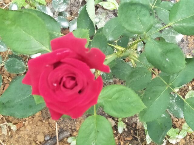 Cây hoa hồng nhung cổ .