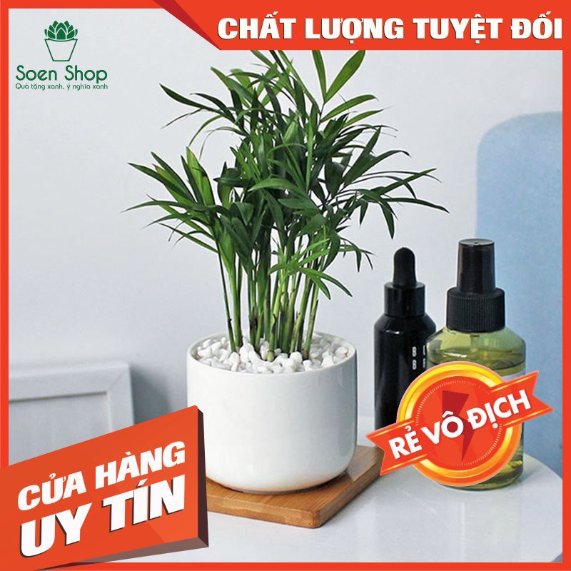 Cây Cau Tiểu Trâm- Cây Để Bàn - Quà tặng