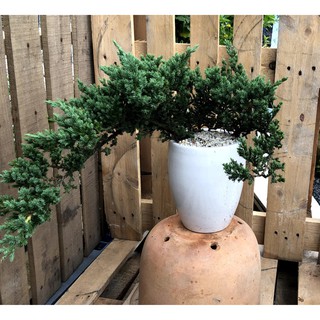 Chậu sứ cây Ngoạ Tùng