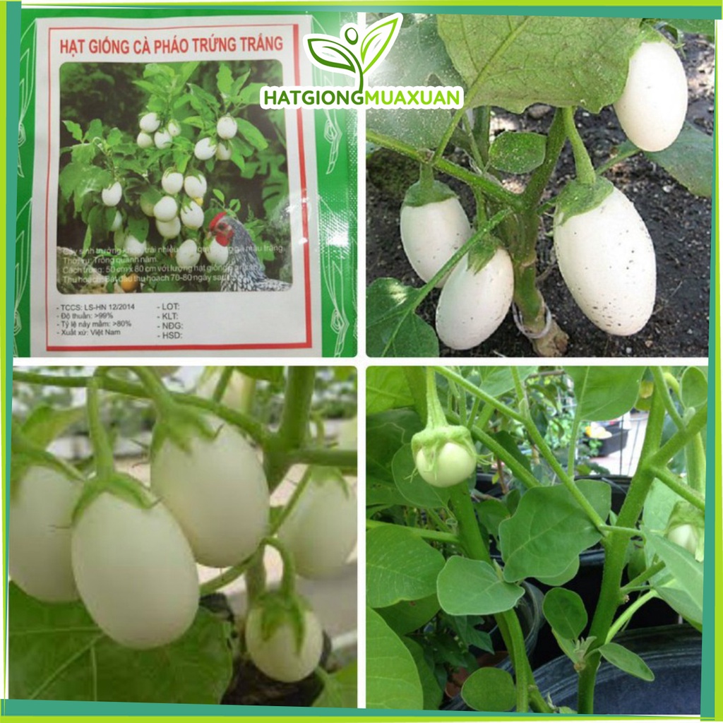 Bán buôn Hạt giống Cà Pháo Trứng Trắng Ngon  bao đẹp