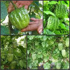 15H - #Hạt_Giống_Mướp_Đắng_Tròn ( tặng kèm kích mầm và phân bón )