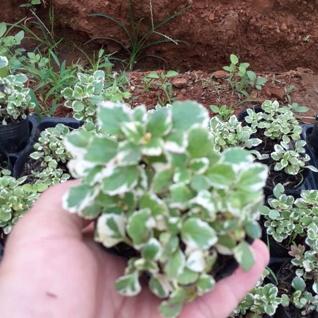 Cây giống sen thơm mới