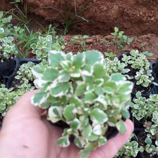 Cây giống sen thơm mới