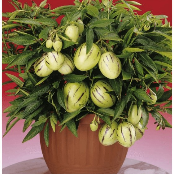 Hạt giống Dưa Pepino F1 50 HẠT