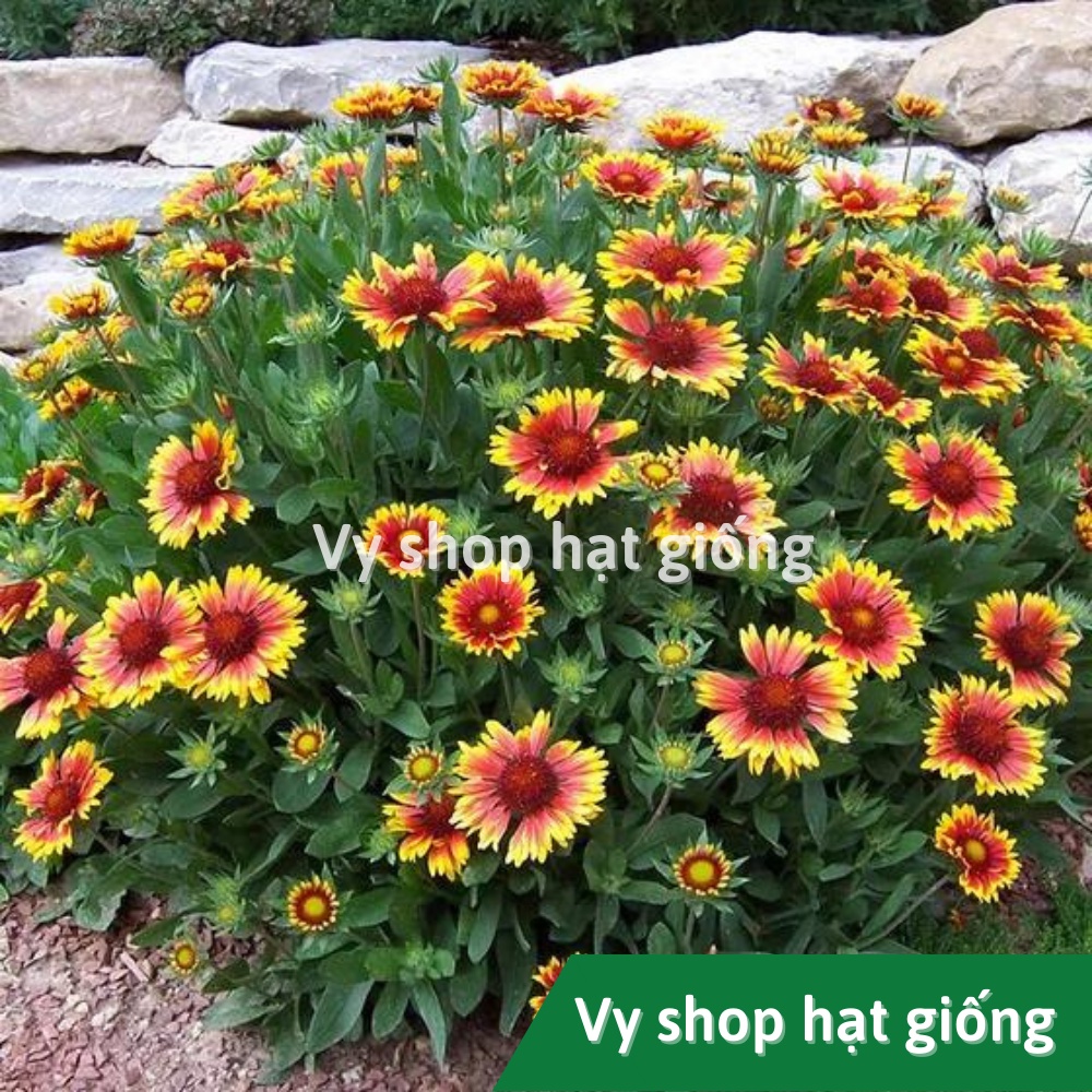 Hạt giống hoa cúc công chúa Gallardia gói 200 hạt