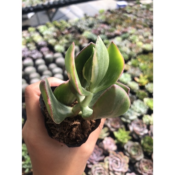 Sen đá Thạch bích Var Sọc Trắng Size Bầu 5cm Hư 1 Đổi 1