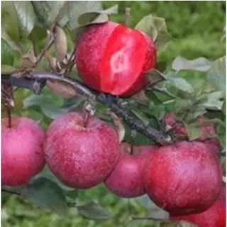 Hạt giống Táo ruột đỏ - Gói 5 hạt