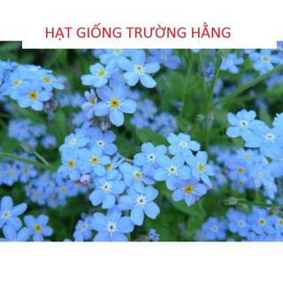 hạt giống hoa lưu ly xanh 50 hạt