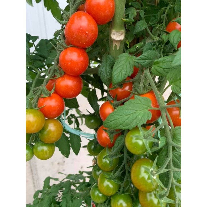 [Bán sỉ] - Hạt giống cà chua cherry bi chùm đỏ (cà chua chuỗi ngọc)