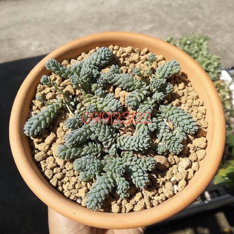 đất nền akadama size SS túi chiết 1kg