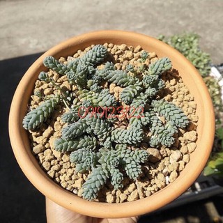 đất nền akadama size SS túi chiết 1kg
