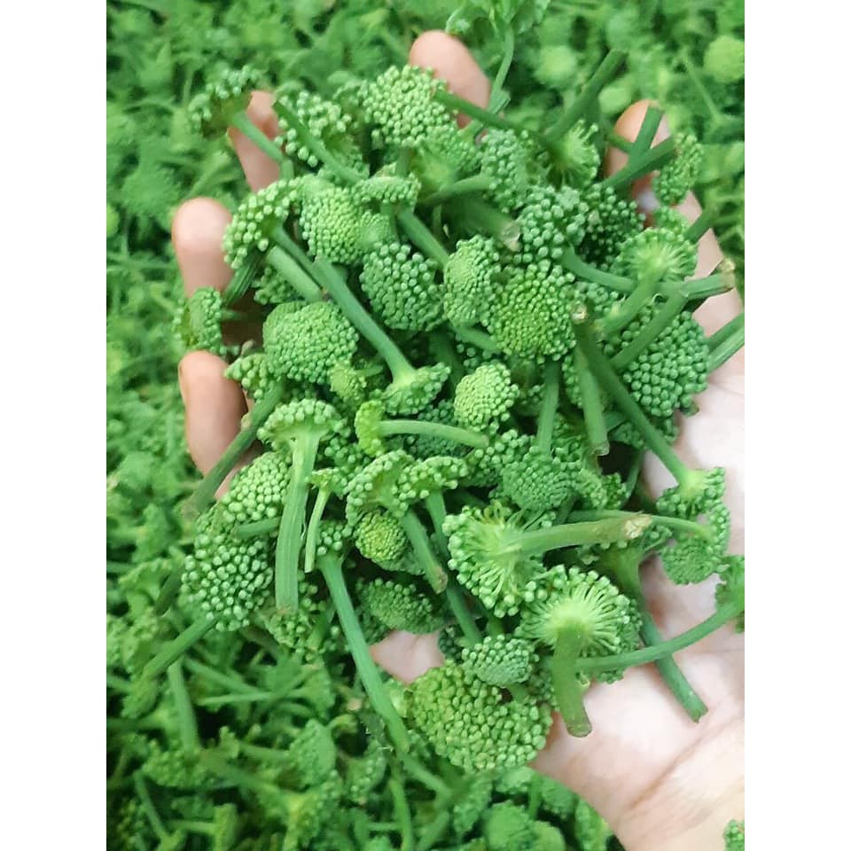 Nụ Hoa Tam Thất  khô 500gr