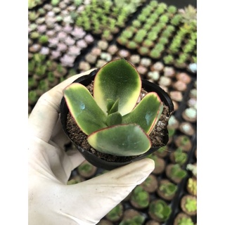 Sen đá thạch bích var vàng size bầu 5cm hư 1 đổi 1