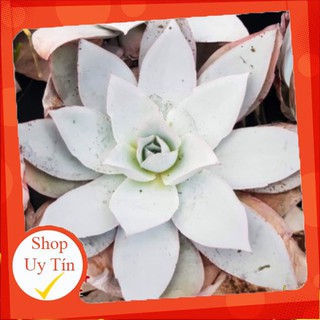 sen đá Bạch hạc🍏 |FREESHIP| 🔥 XỨ NÓNG, ĐÃ THUẦN KHÍ HẬU, KHOẺ ĐẸP 🍏 LỖI 1 ĐỔI 1