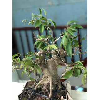 Cây sung bonsai